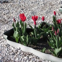 Клумба с тюльпанами у камушков в Царицыно :: Виктория Соболевская