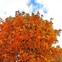 Тюльпанное дерево в осенней листве :: Светлана 