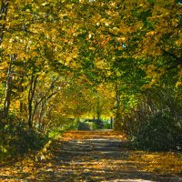 Прогулка по осеннему городу (88) :: Виталий 