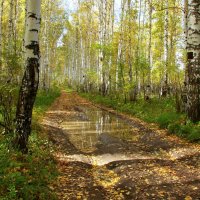 В роще белой догорает осень... :: Нэля Лысенко