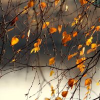 Осенние листья :: жанна нечаева
