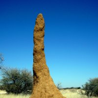 Намибиа. Термитный Домик. :: Jakob Gardok