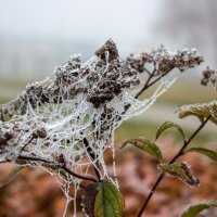 Осенний туман :: Валентина 