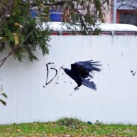 Птица пишет на заборе! :: Валентина  Нефёдова 