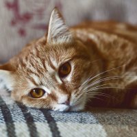 Рыжий котик :: Катя Медведева