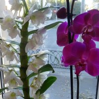 Орхидеи :: татьяна 