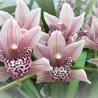 Нежные орхидеи :: Людмила 