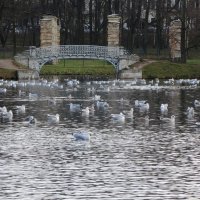чайки на озере в парке :: sv.kaschuk 