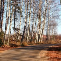 Прозрачен лес в ноябре :: Татьяна Ломтева