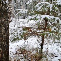 первый снежок :: Владимир 