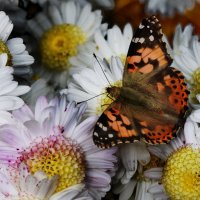 Осенняя бабочка :: Ольга Голубева