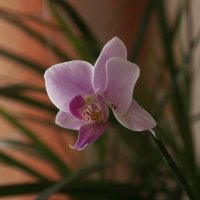 Орхидея :: Валерий Скобкарёв