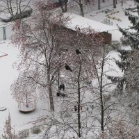 Снег и птицы. :: Валерьян Запорожченко