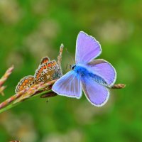 Бабочки голубянки :: Константин Анисимов