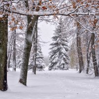 Первый снег :: Nina Karyuk