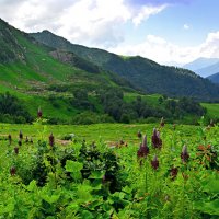 В горах Абхазии :: Геннадий Ячменев