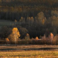 Последние деньки золотой осени 2018 :: Olenka 