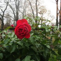 Последние розы осени :: alemigun 