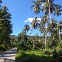Колорит острова Самуи. Дорога через джунгли. :: Лариса (Phinikia) Двойникова