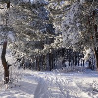 В зимнем лесу :: Наталия Григорьева