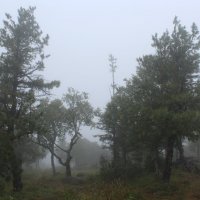 Туманный лес :: Олег Хайдуков