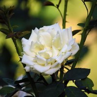 Белая роза. :: barsuk lesnoi