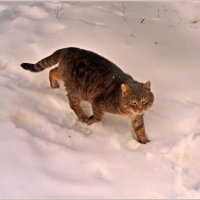 Снежный кот.. :: Vladimir Semenchukov