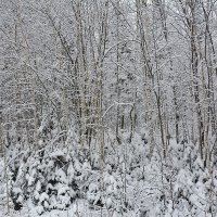 Зима у дороги :: Андрей В