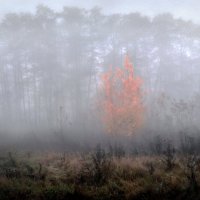 В осеннем тумане... :: Андрей Войцехов