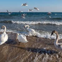 море, лебеди... . :: Борис Коктышев 