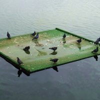Кормушка для птиц на озере :: татьяна 