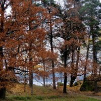 Осень в парке Монрепо :: Светлана Петошина