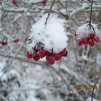 Зимние ягоды :: Антон Завьялов