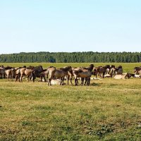 Национальный парк Кемери, Латвия. :: Liudmila LLF
