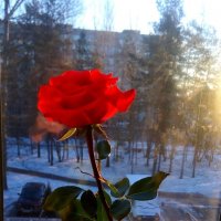 Роза красная цвела... :: Ольга 
