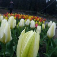 Белые тюльпаны. :: sav-al-v Савченко