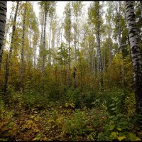 В осеннем лесу :: Алексей Патлах