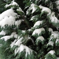 Вечнозеленое под первым снегом :: Александр Скамо