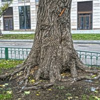 Старое дерево :: Алексей Виноградов