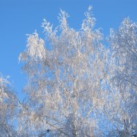 первый день зимы! :: Елена Шаламова
