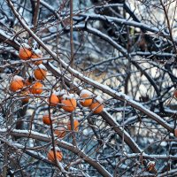 Не успели собрать :: Светлана 