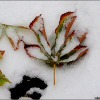 Листопад со снегопадом :: Нина Бутко