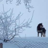 Зимний пёс 1 :: Светлана Рябова-Шатунова