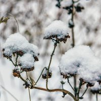 Под шапками снега.. :: Юрий Стародубцев
