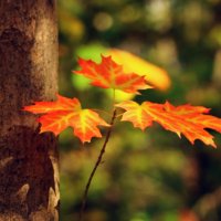 Осенние листья :: Светлана 