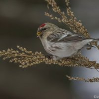 Тундряная или пепельная чечётка :: Елена Швыдун