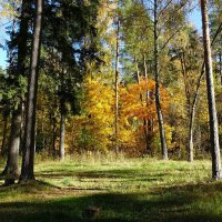 В осеннем лесу под Смоленском :: Милешкин Владимир Алексеевич 