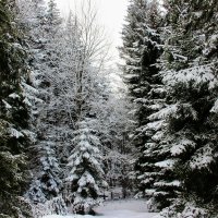 Новогоднее убранство тихого леса :: Вячеслав Случившийся
