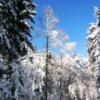 Среди зимнего леса :: Андрей Снегерёв