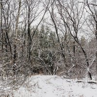 В лесу зимним утром :: Юрий Стародубцев